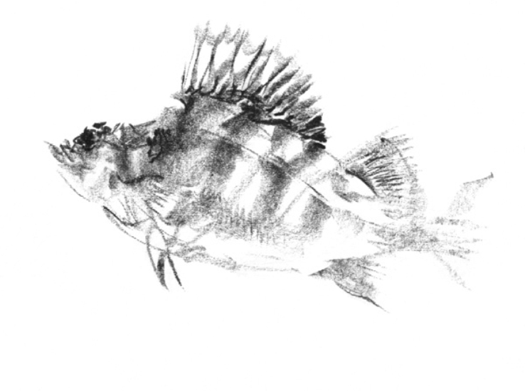 738x550 Carl Ellis Fish Art - Perch Sketch