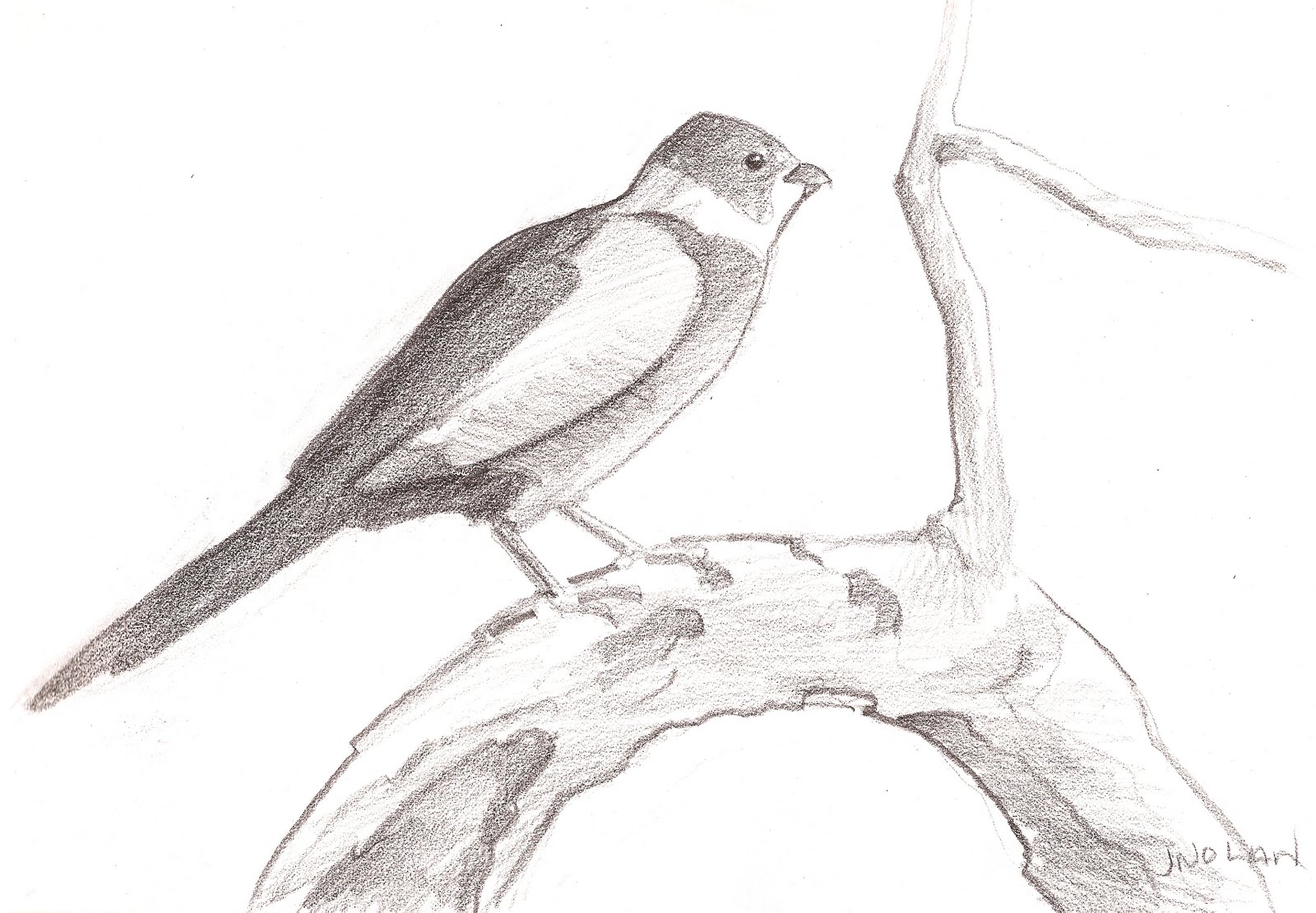 1600x1111 Sketchbook J - Perch Sketch