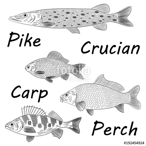 500x500 Drawing Of A Sketch Of A River Fish On A White Background. Pike - Perch Sketch