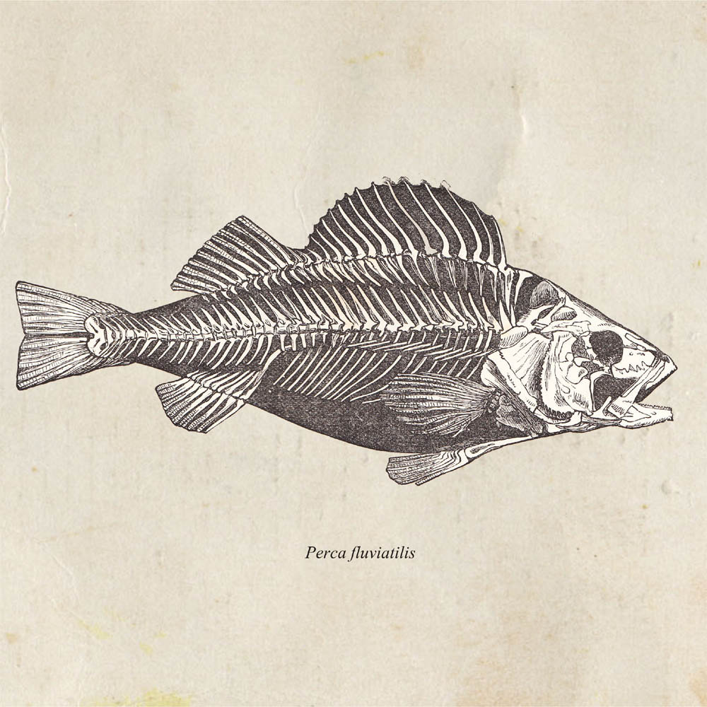 1000x1000 Fish Drawing Print European Perch Vintage Illustration Perca Etsy - Perch Sketch