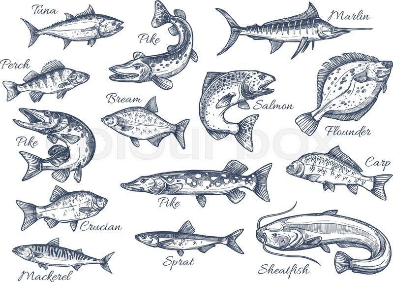 799x572 Fishes Sketch Icons Of Tuna, Perch And Pike Or Salmon And Marlin - Perch Sketch
