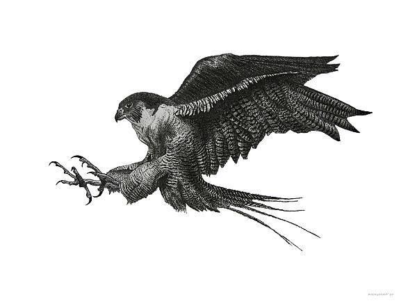 600x440 Peregrine Falcon Bird Drawings For Sale. Choose Your Favorite - Peregrine Falcon Sketch