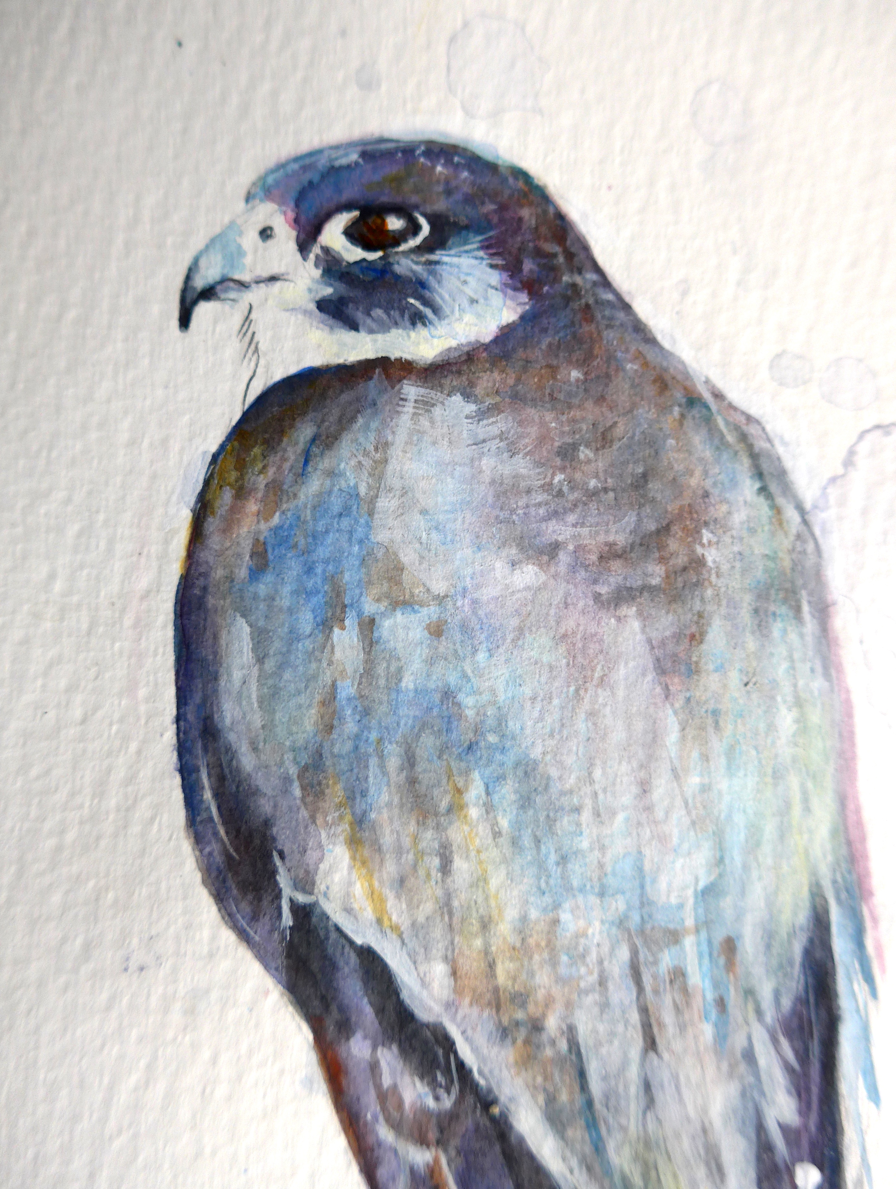 2910x3862 Peregrine Falcon Sketch Animal Artist ~ Diane Young - Peregrine Falcon Sketch