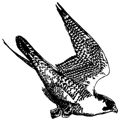 397x400 Peregrine Falcon Sketch Footed Pajamas Lt Bird Art T Shirts Amp Gifts - Peregrine Falcon Sketch