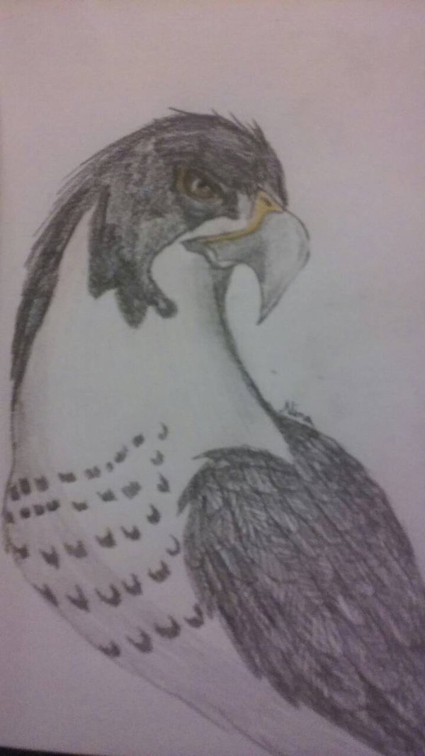 600x1067 Peregrine Falcon Sketch By Greenwingspino32 - Peregrine Falcon Sketch