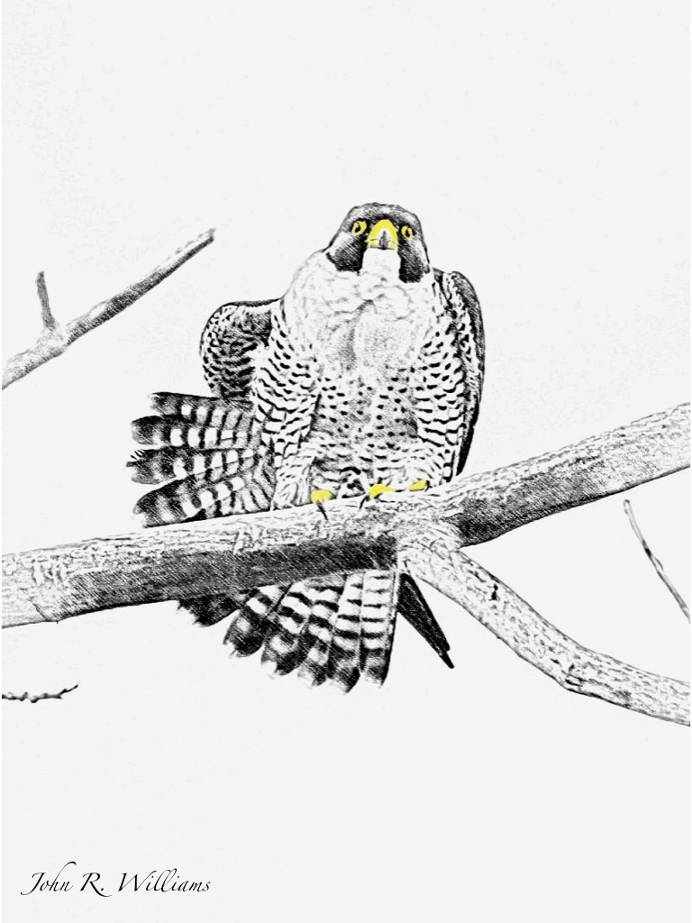 768x1024 Peregrine Falcon Digital Sketch Ipad John Williams - Peregrine Falcon Sketch