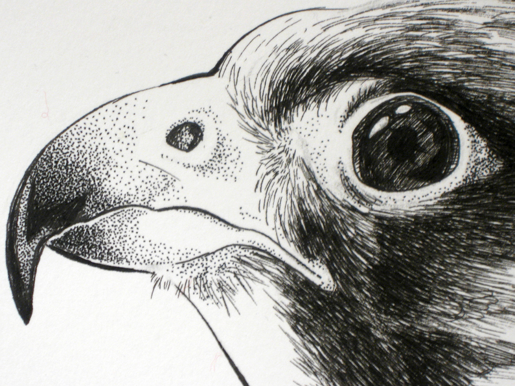 1024x768 Peregrine Falcon Ink Drawing Detail A Study Of A - Peregrine Falcon Sketch