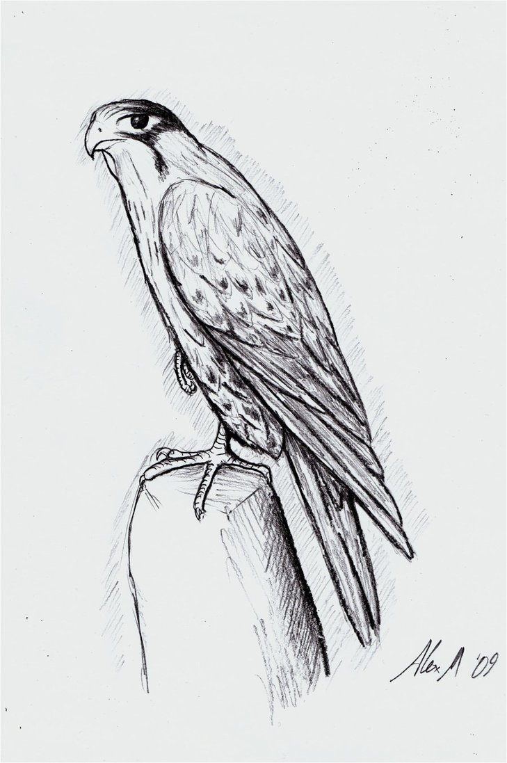 729x1097 Peregrine Falcon Sketch By Mostly Harmful - Peregrine Falcon Sketch