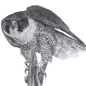 300x300 Peregrine Drawing Etsy - Peregrine Falcon Sketch