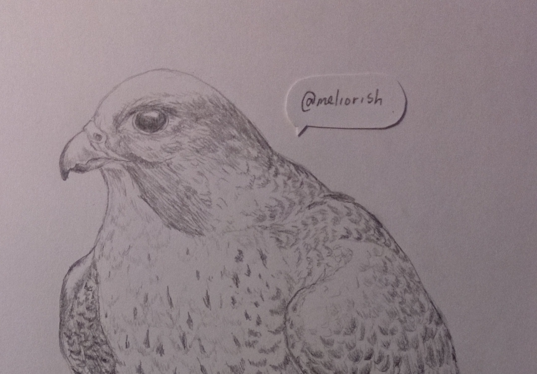 1731x1205 Sketching A Peregrine Falcon, Step By Step Steemit - Peregrine Falcon Sketch