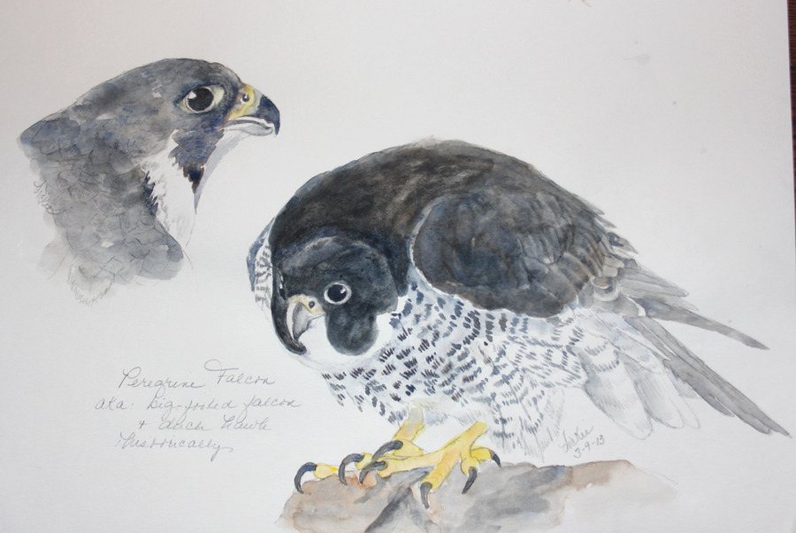 900x602 Sketching In Nature Peregrine Falcon - Peregrine Falcon Sketch