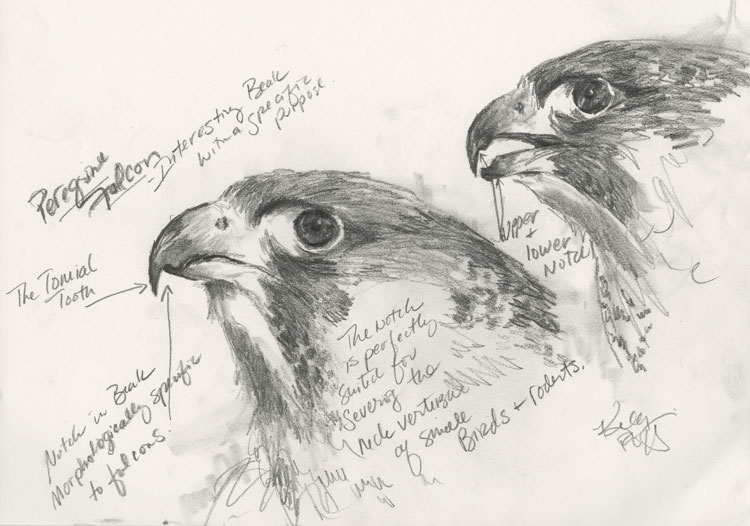 750x526 Peregrine Falcon Sketch - Peregrine Falcon Sketch