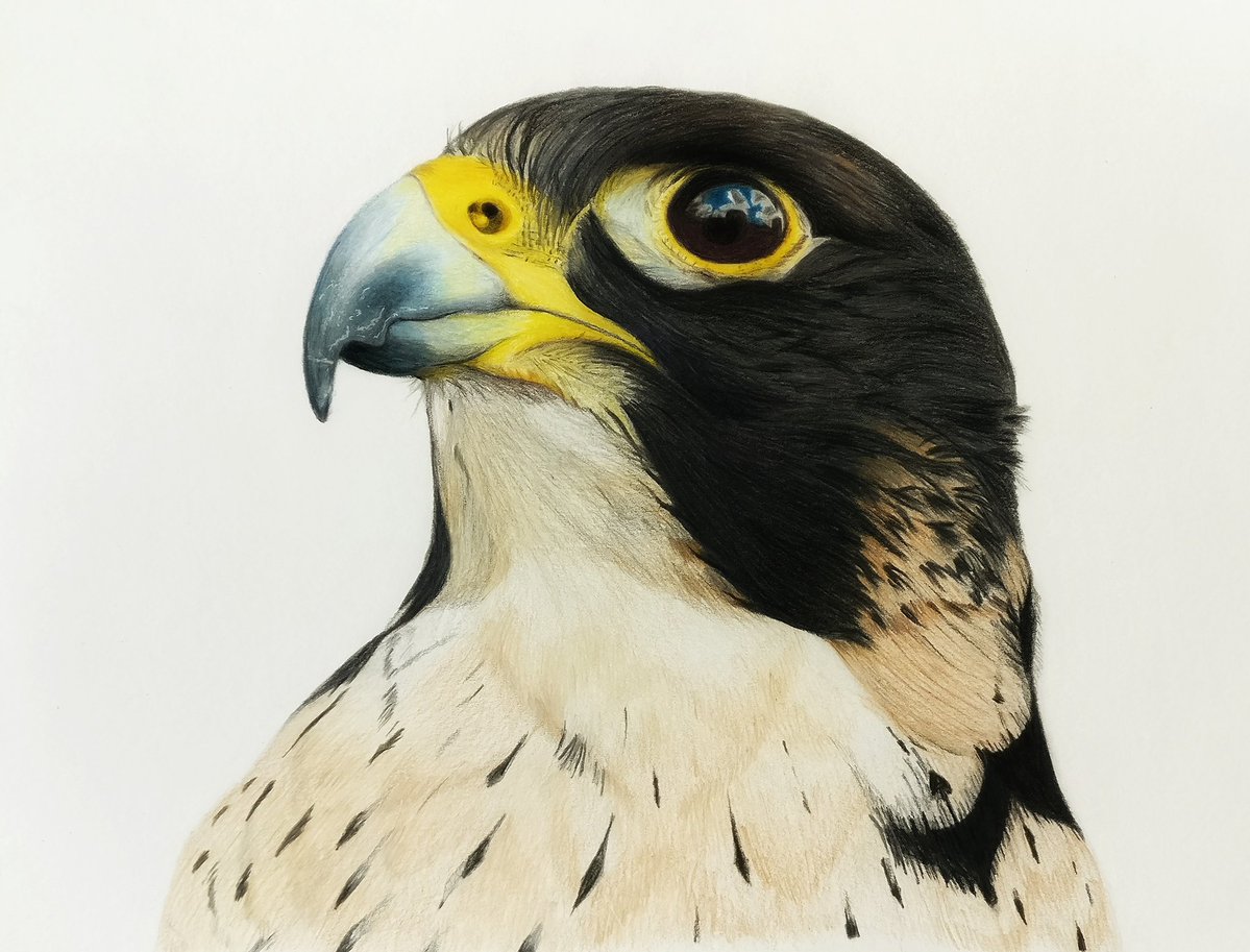 Peregrine Falcon Sketch at Explore collection of