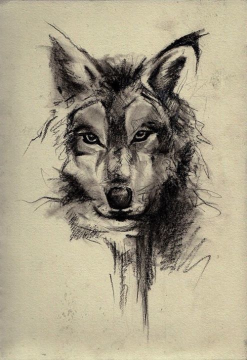 494x720 Wolf, Pencil, Sketch, Drawing, Fierce, Art Perfect Piece - Perfect Sketch