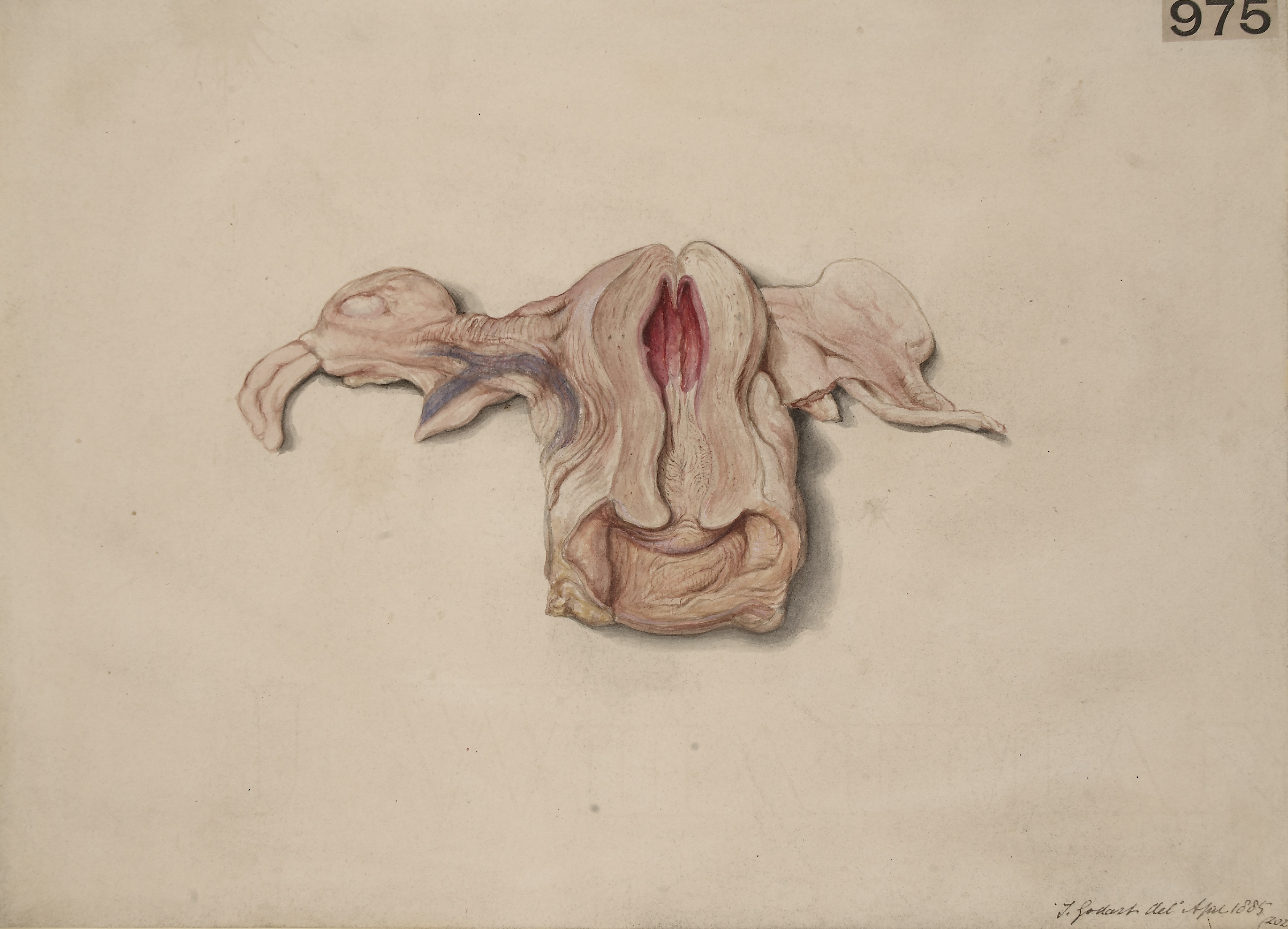 5293x3819 Filevirgin Uterus - Period Sketch