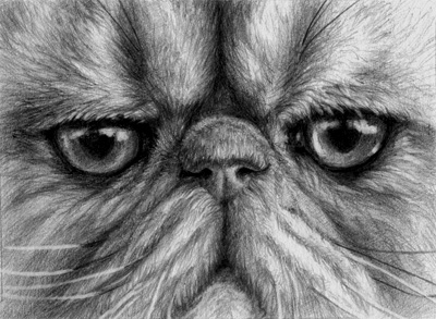 Persian Cat Sketch