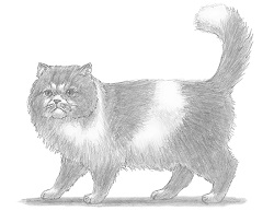 250x193 Home - Persian Cat Sketch