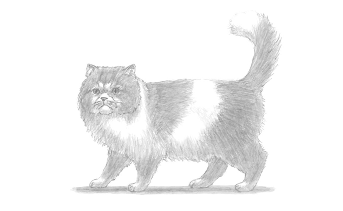 Persian Cat Sketch at Explore collection of