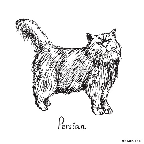 500x500 Persian, Cat Breeds Illustration With Inscription, Hand Drawn - Persian Cat Sketch