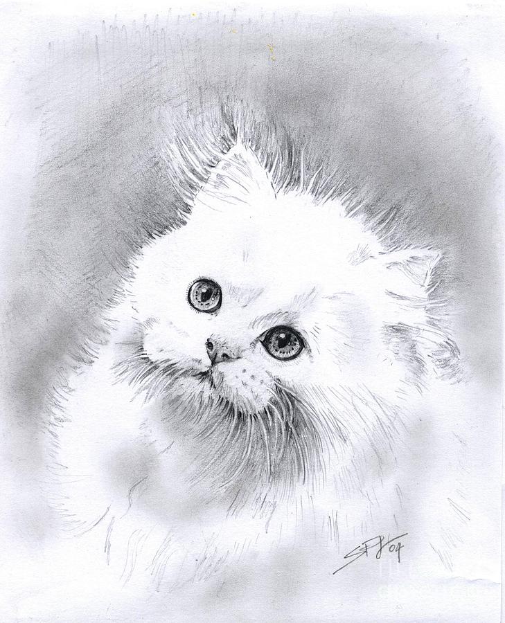 729x900 Persian Cat Drawing By Sandra Phryce Jones - Persian Cat Sketch