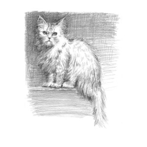 300x300 Persian Cat Drawing By Sarah Parks - Persian Cat Sketch