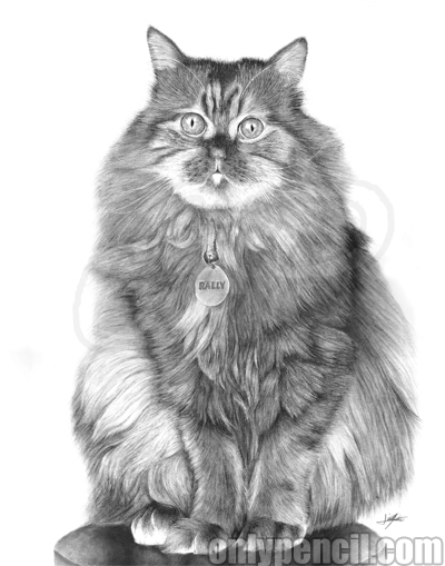 400x509 Persian Cat Pencil Drawing By Lisandro - Persian Cat Sketch