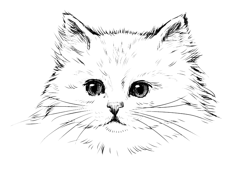800x568 Persian Cat Kitten Drawing Black Cat - Persian Cat Sketch