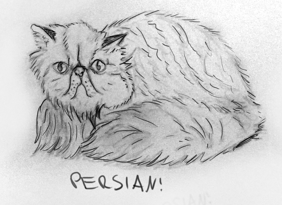 913x664 April 18th - Persian Cat Sketch