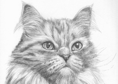 400x284 Photo To Portrait Beautiful Cat Portraits In Pencil - Persian Cat Sketch