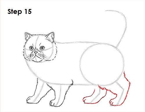 500x386 Drawing How To Web Site Great Examples! Step By Step Drawing How - Persian Cat Sketch
