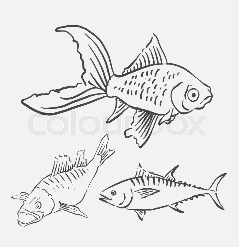 773x800 Fish Pet Animal Sketch. Good Use For Symbol, Logo, Web Icon - Pet Animals Sketch