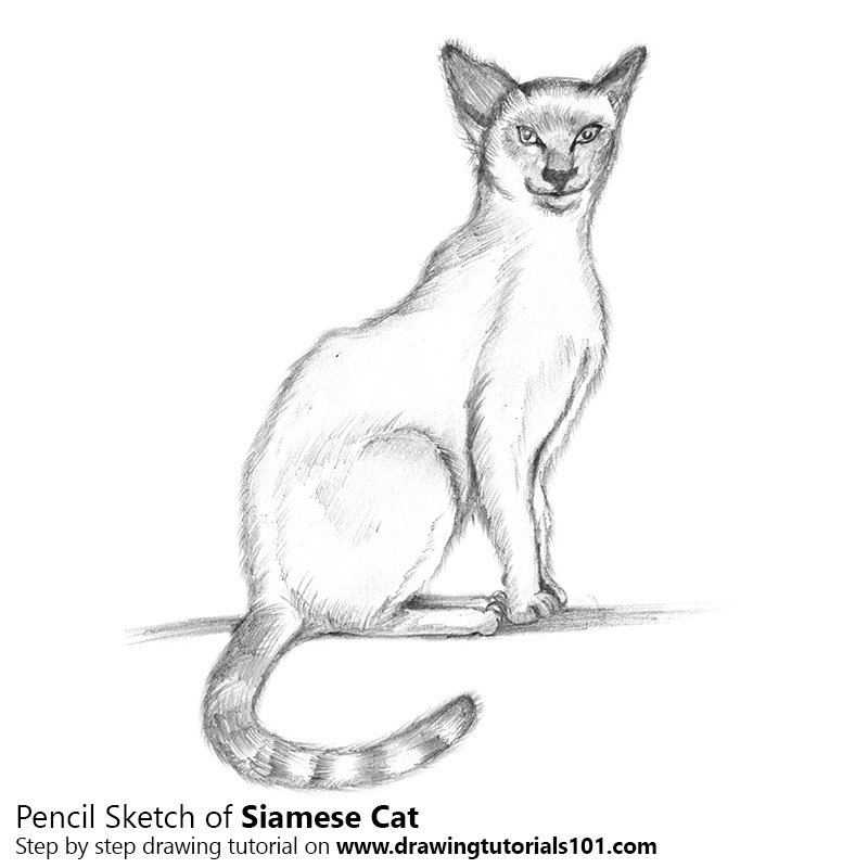 800x800 Siamese Cat Pencil Drawing - Pet Animals Sketch