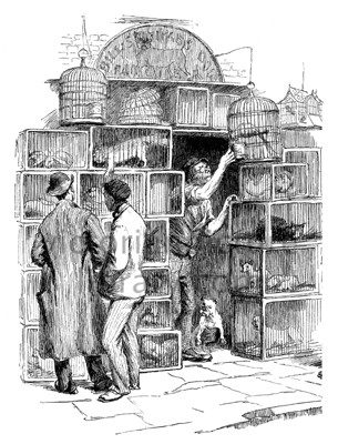 305x400 Pet Shop Victorian Picture Library - Pet Shop Sketch