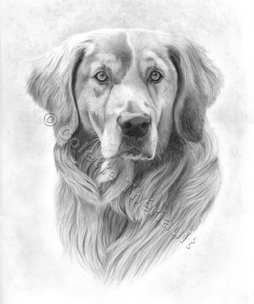 500x599 Golden Retriever Drawing Pet Portraits Painting Custom Graphite - Pet Sketches