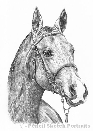 360x504 Pet Portraits In Pencil - Pet Sketches