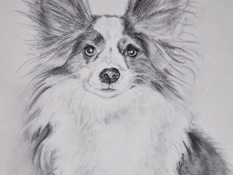 800x600 Pet Sketches By Middlebury Artist To Help Danbury Animal Welfare - Pet Sketches