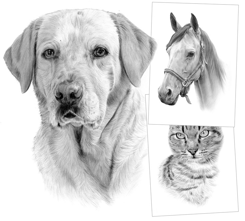 800x722 Pet Portraits, Pencil Drawings And Signed Artwork Prints By Artist - Pet Sketches
