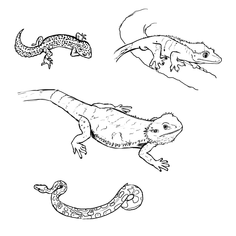 800x800 Pet Sketches By Ivynajspyder - Pet Sketches