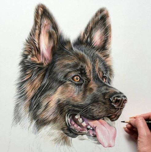 492x496 Photoreal Pet Sketches Realistic Drawing - Pet Sketches