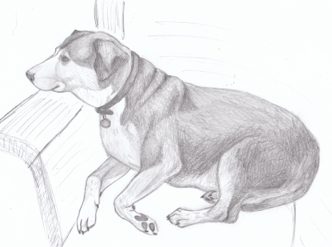468x348 Pet Portraits American Dog Blog - Pet Sketches