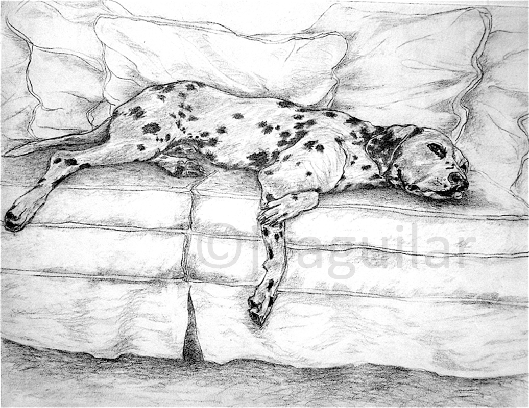 1036x800 Dog Sketches - Pet Sketches