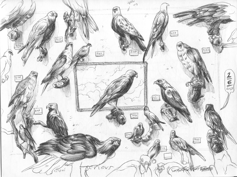 791x590 Nhm Birds - Peter Chung Sketch