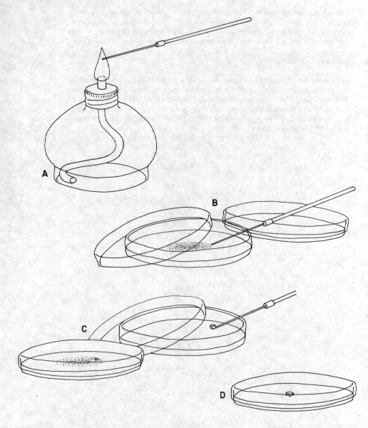 Petri Dish Sketch at Explore collection of Petri