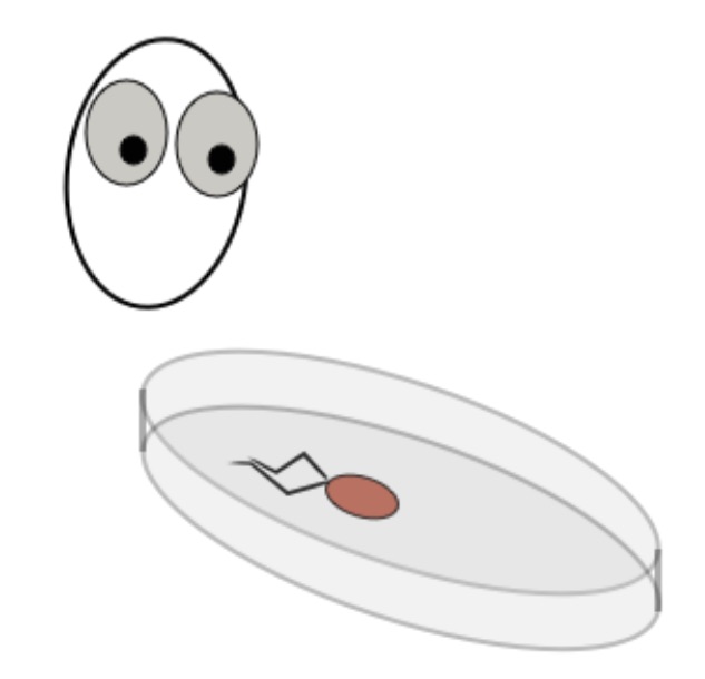 633x610 Genitum, Non Factum - Petri Dish Sketch