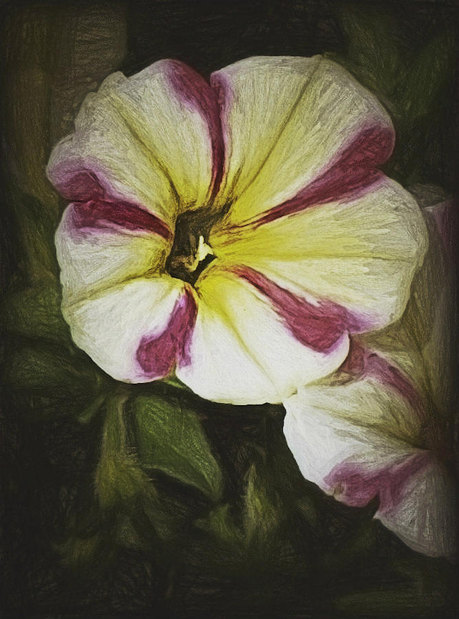 667x900 Petunia Sketch Photograph By K Bella Flora Images - Petunia Sketch