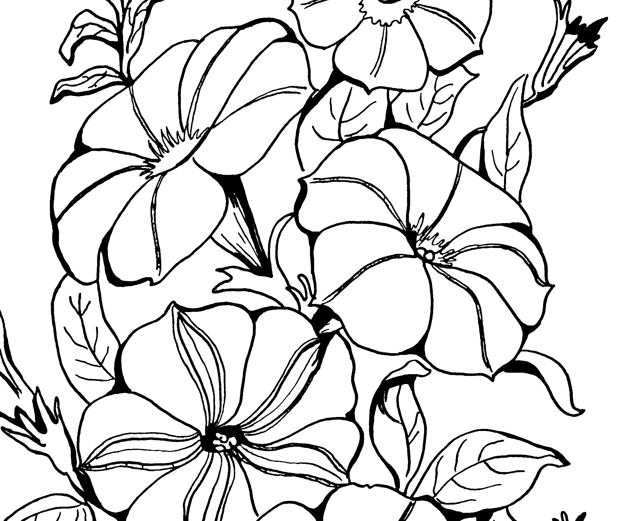 2208x1788 Adult Coloring - Petunia Sketch