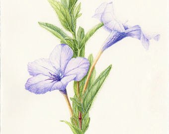 340x270 Petunia Painting Etsy - Petunia Sketch