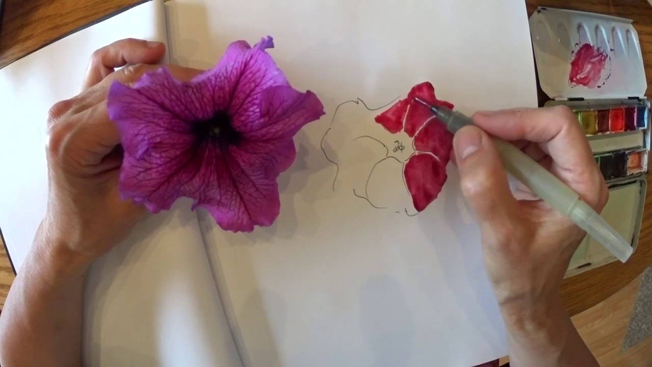 1280x720 Sketch A Simple Petunia - Petunia Sketch
