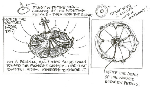 500x295 Tutorial Botanical Drawing With Pencil And Watercolor - Petunia Sketch