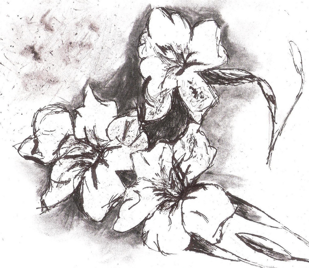 1024x887 Sketch Petunia Flowers To Express My Own Feeling About - Petunia Sketch